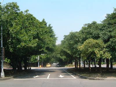 有什麼樹|樹花園城市綠化專題: 台北市常見40種行道樹種類